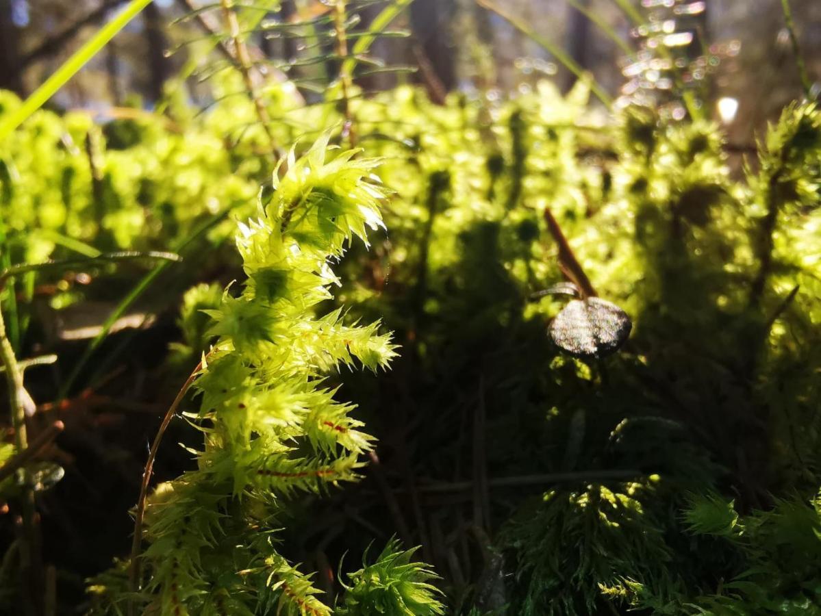 Landhotel Haeuserl Im Wald Grobming Dış mekan fotoğraf